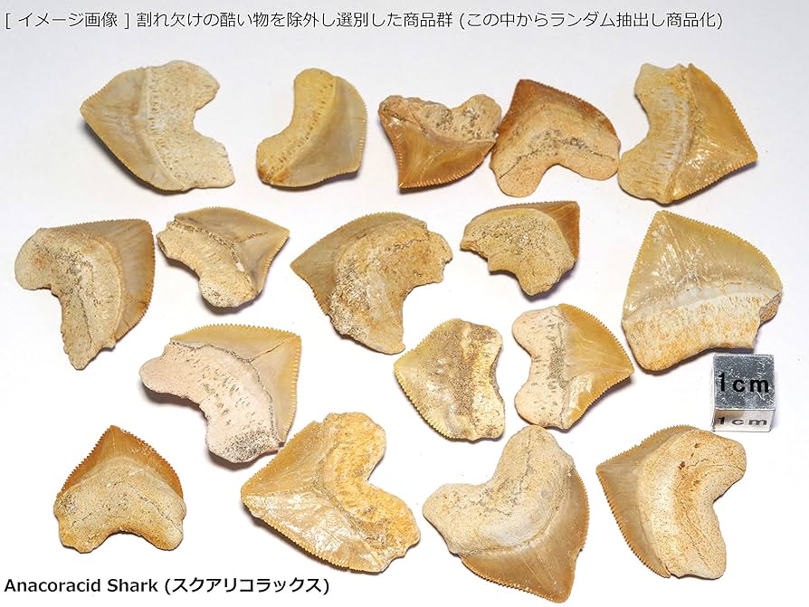 動物の歯の化石２個セット Amazon | 【N2 stone Natural】天然化石 絶滅した古代種の鮫歯